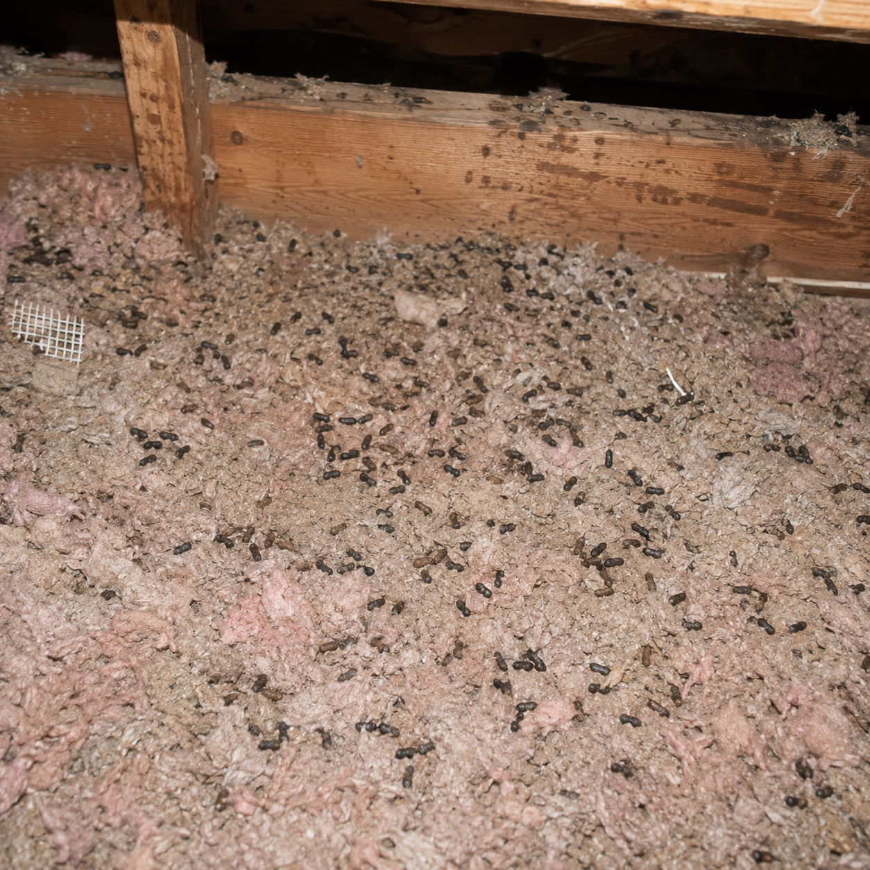 Attic insulation contaminated with rodent droppings
