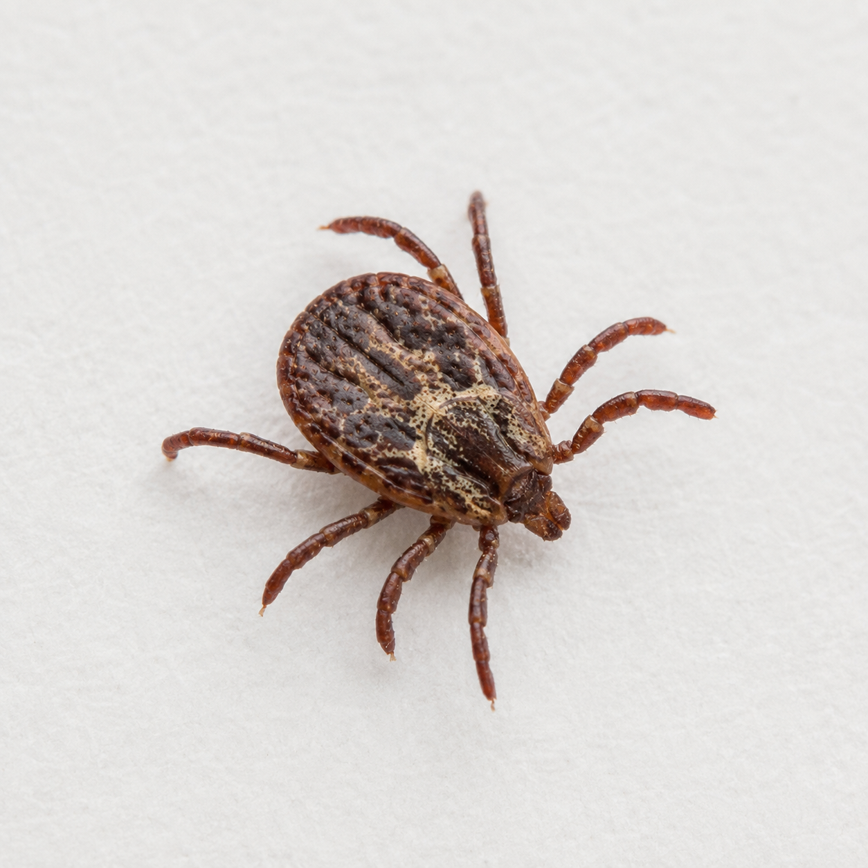 Close-up of a brown tick on a light background