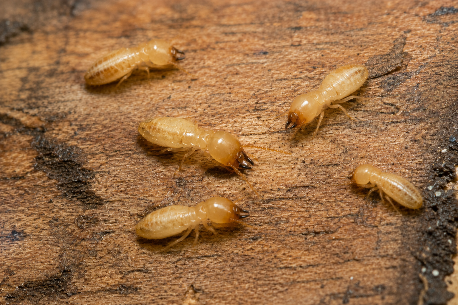 Close-up of drywood termites on a damaged piece of wood