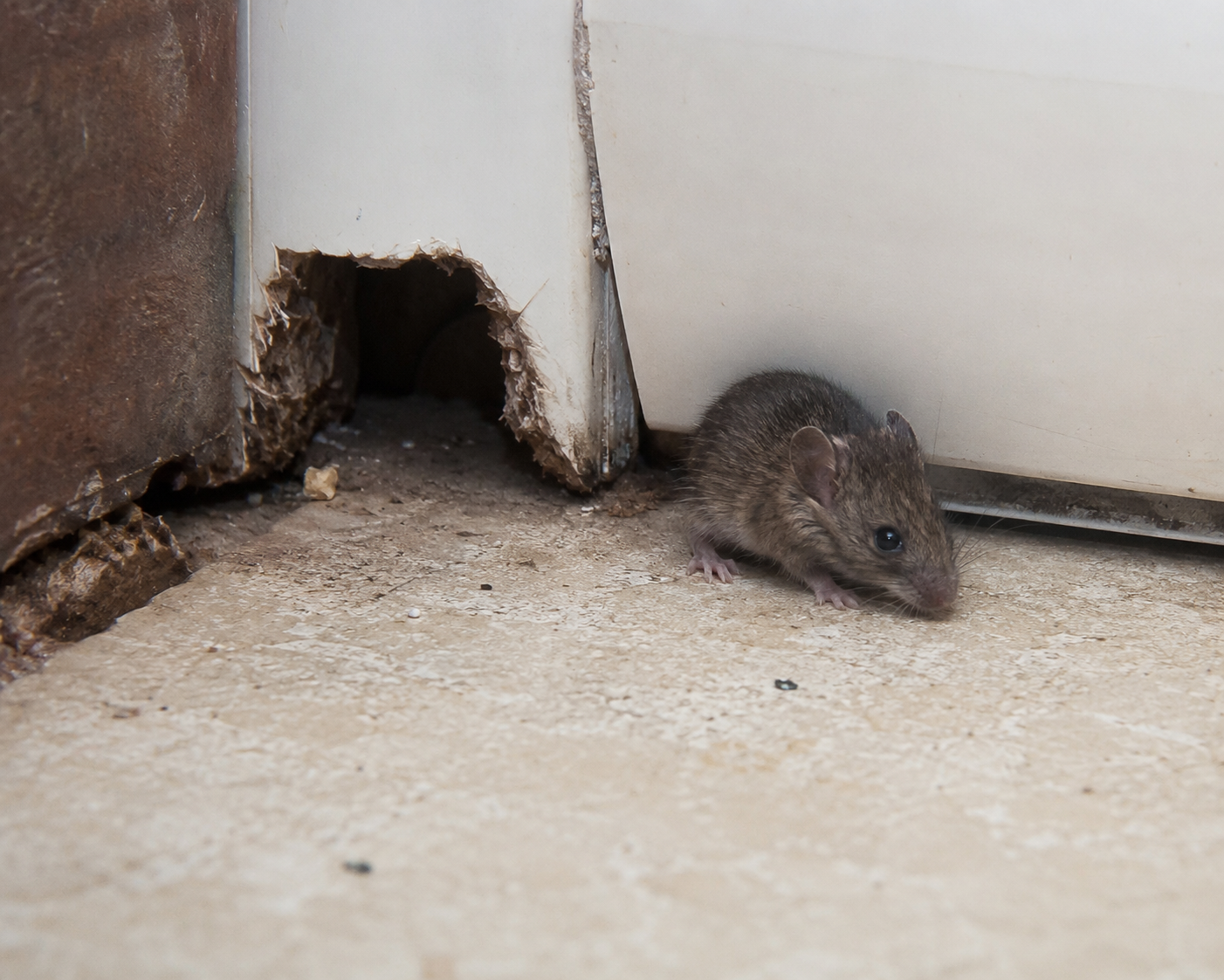 A house mouse next to a gnawed hole in a baseboard inside a San Diego home