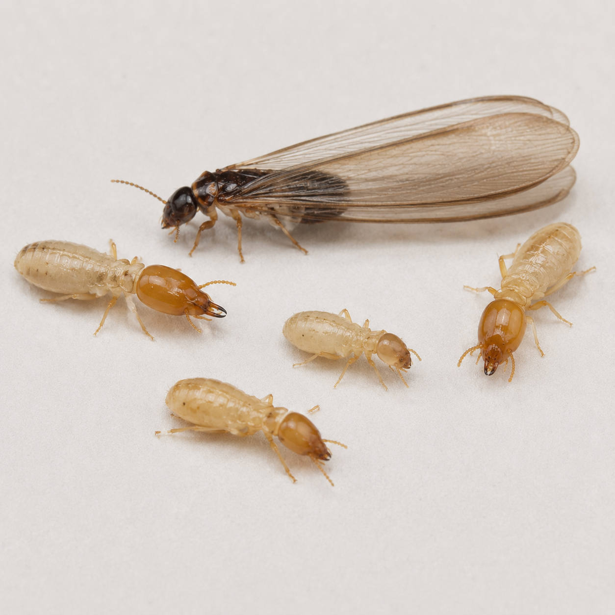 Group of termites including a winged swarmer and workers