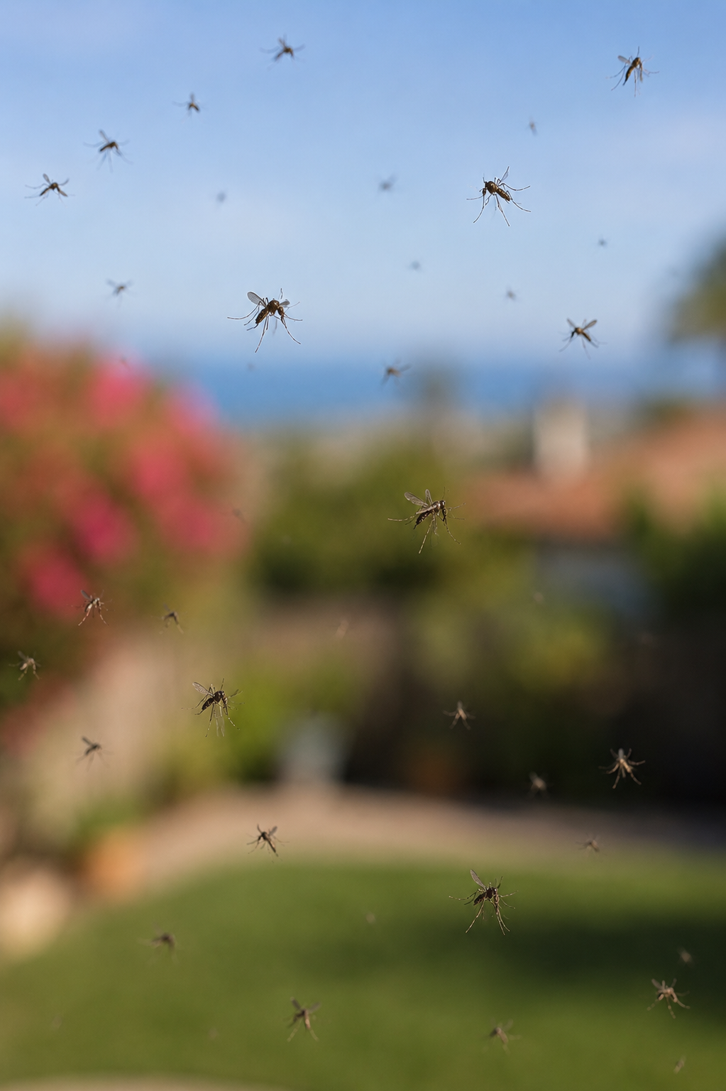 Backyard mosquito treatment