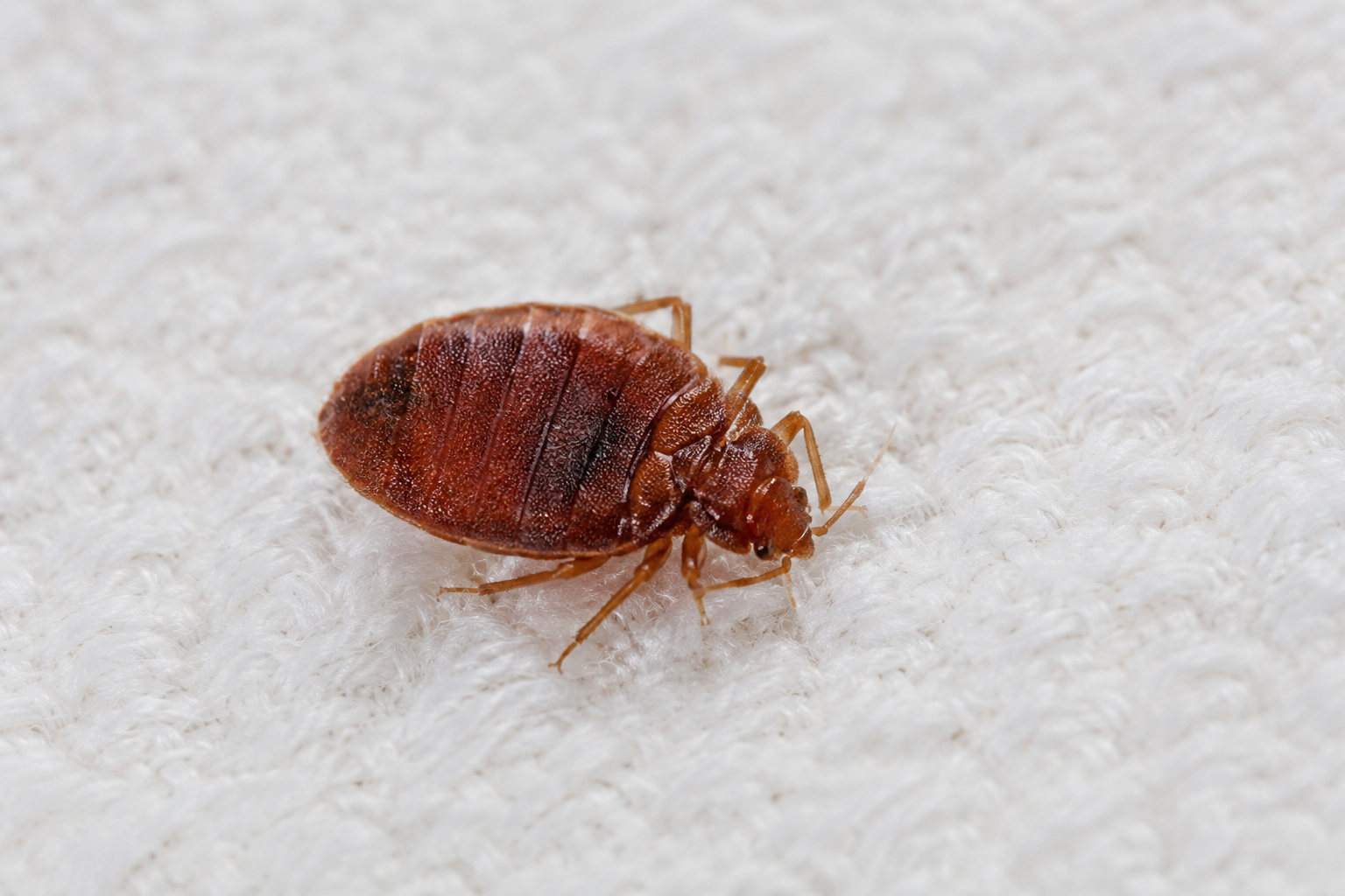 Bed bug on mattress fabric