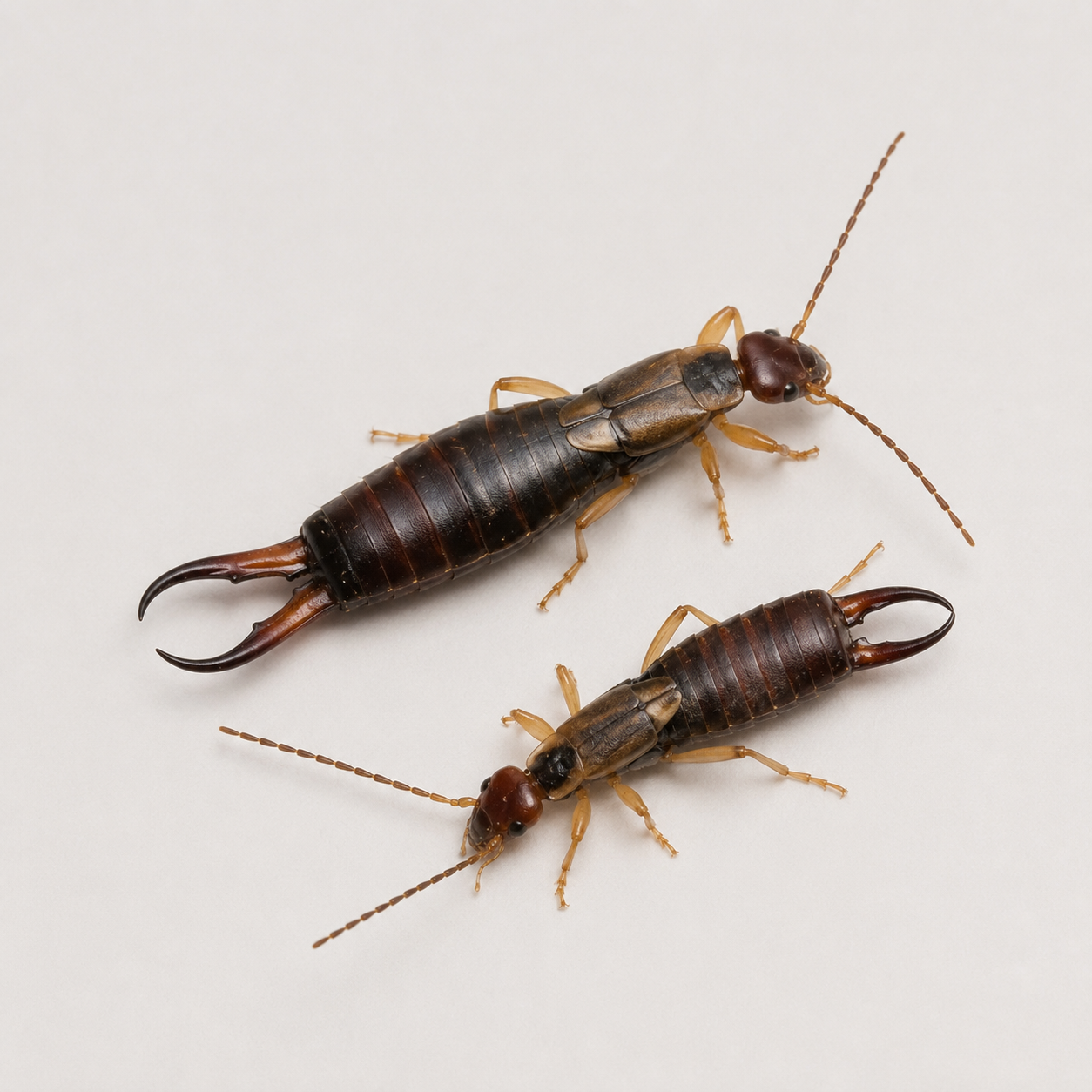 Two earwigs with pincers on a light background