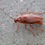 Cockroaches in San Diego