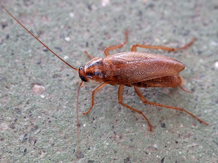 Your useful Guide To Effective Cockroach Control For San Diego Homeowners