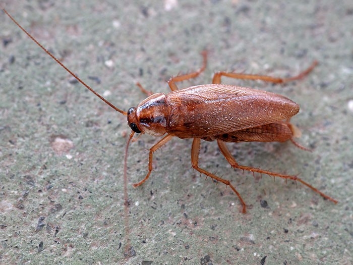 Cockroaches in San Diego