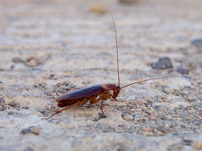 American Cockroach