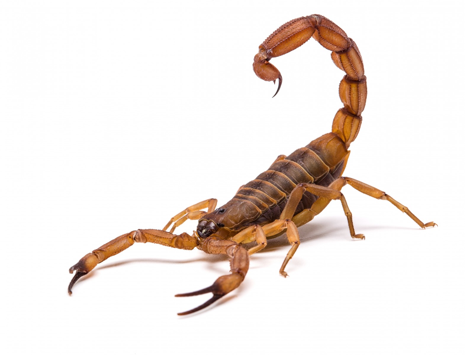 Keeping Scorpions Out of Your House in San Diego