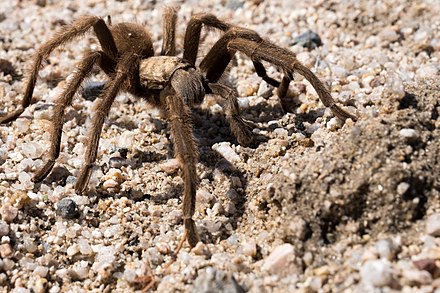 Desert Tarantula 