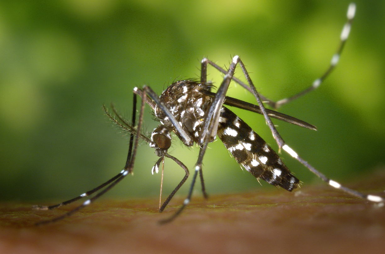 Mosquitoes In San Diego: An All-Inclusive Prevention And Control Guide