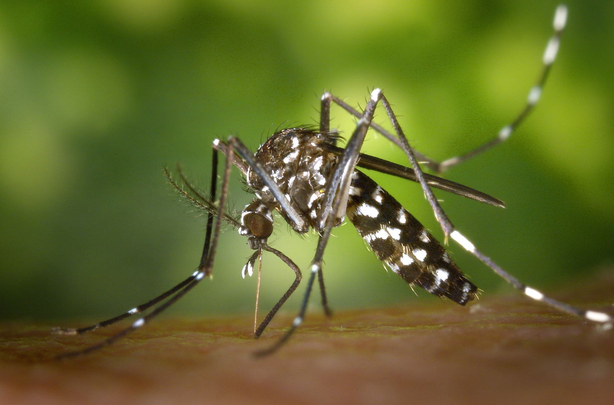 Asian Tiger Mosquito