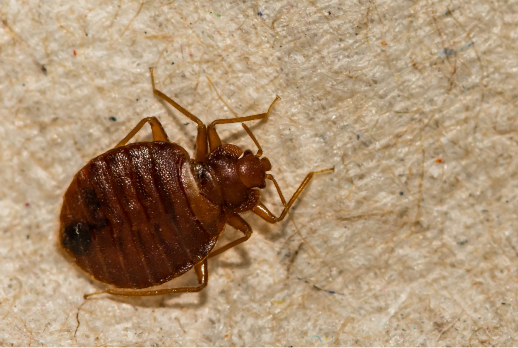 Bite Away can eliminate these Bed Bugs. Here is a close up picture of a bedbug.