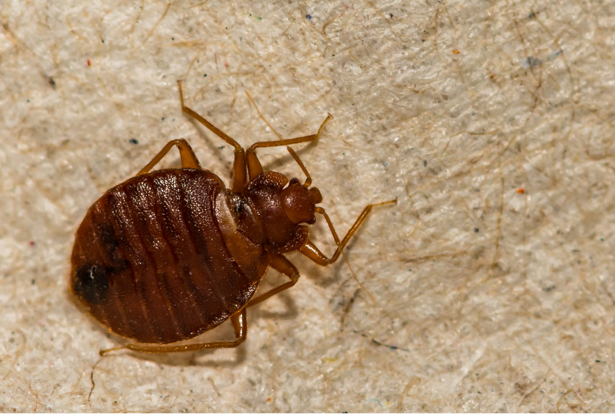 Bedbugs – Blood-sucking little pests that are great at hiding