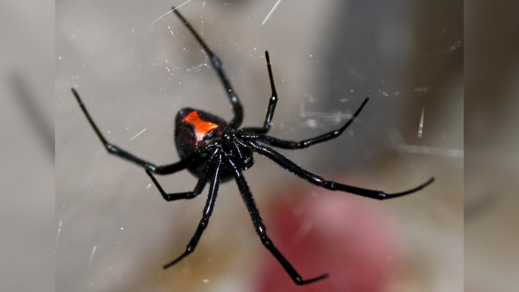 Western Black Widow Pest Control Services