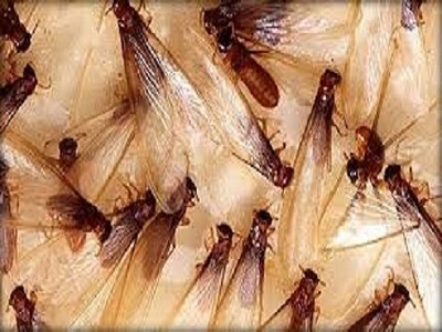 Drywood termite