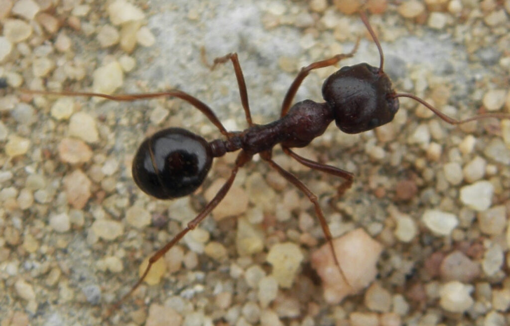 Barbary Harvester Ant