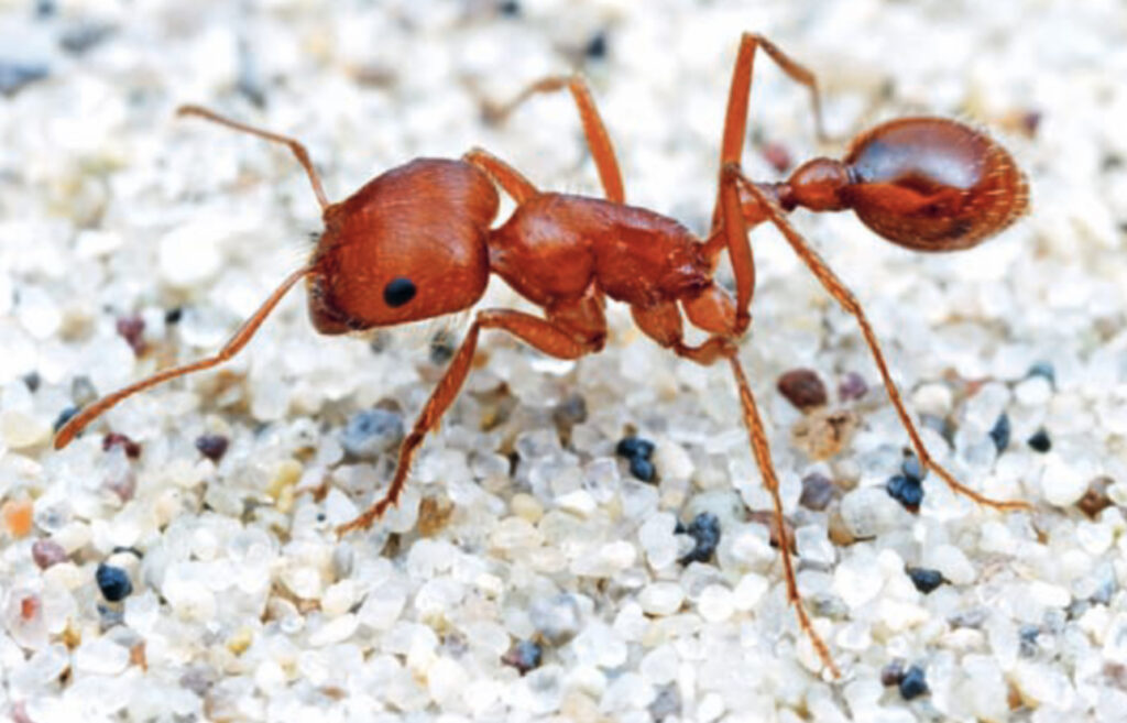 Control Harvester Ants with effective Ant Control