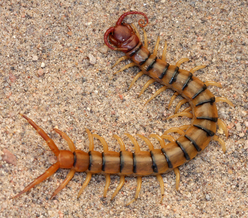 Tiger Centipede