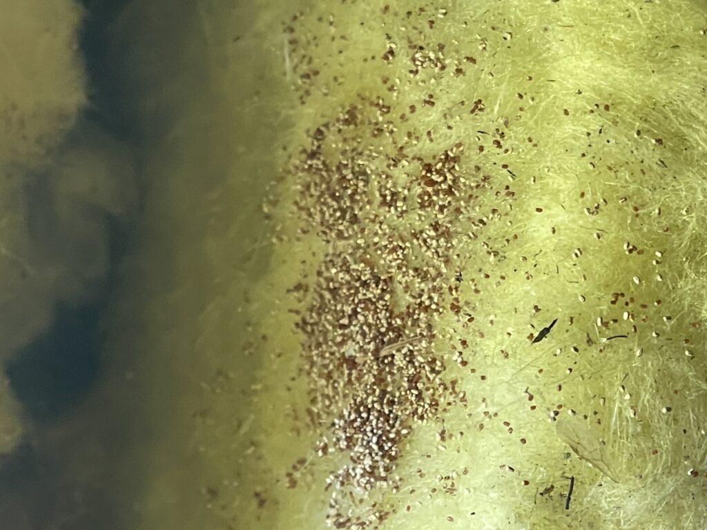 Drywood termite frass