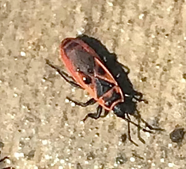 Mediterranean Red Bug