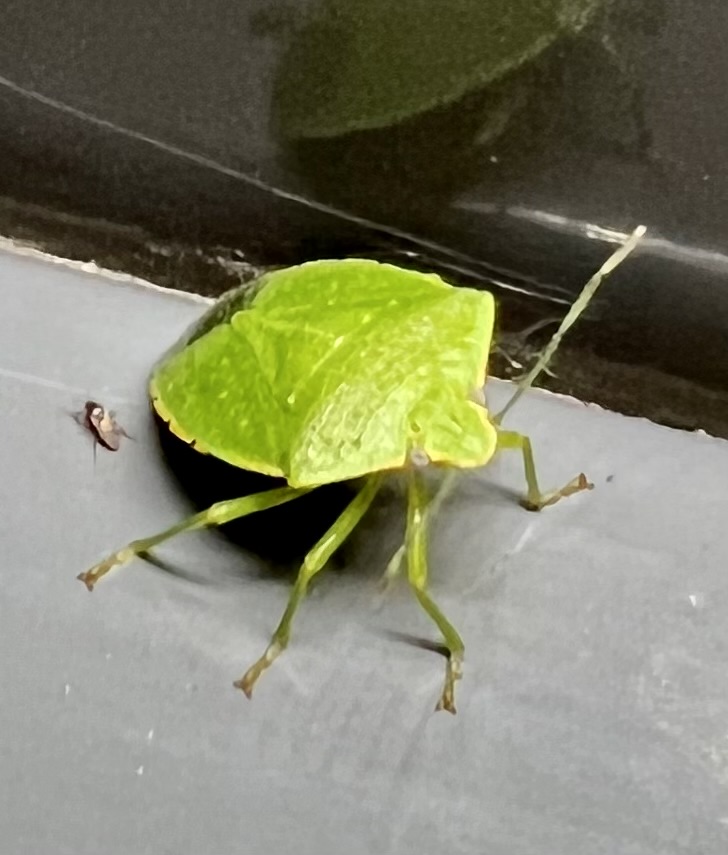 Southern Green Shield Bug