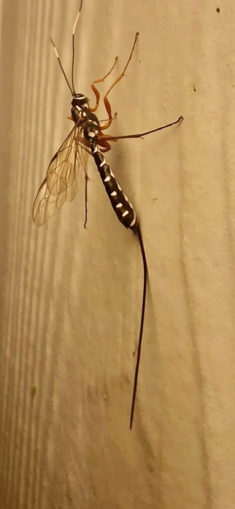 Greene’s Giant ichneumonid Wasp