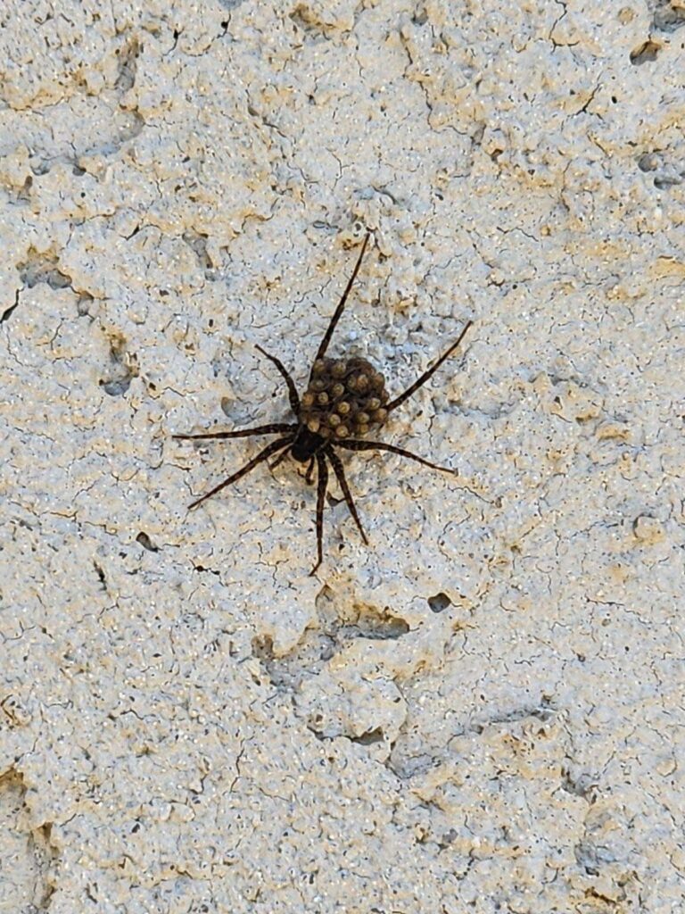 Spotted Wolf Spider