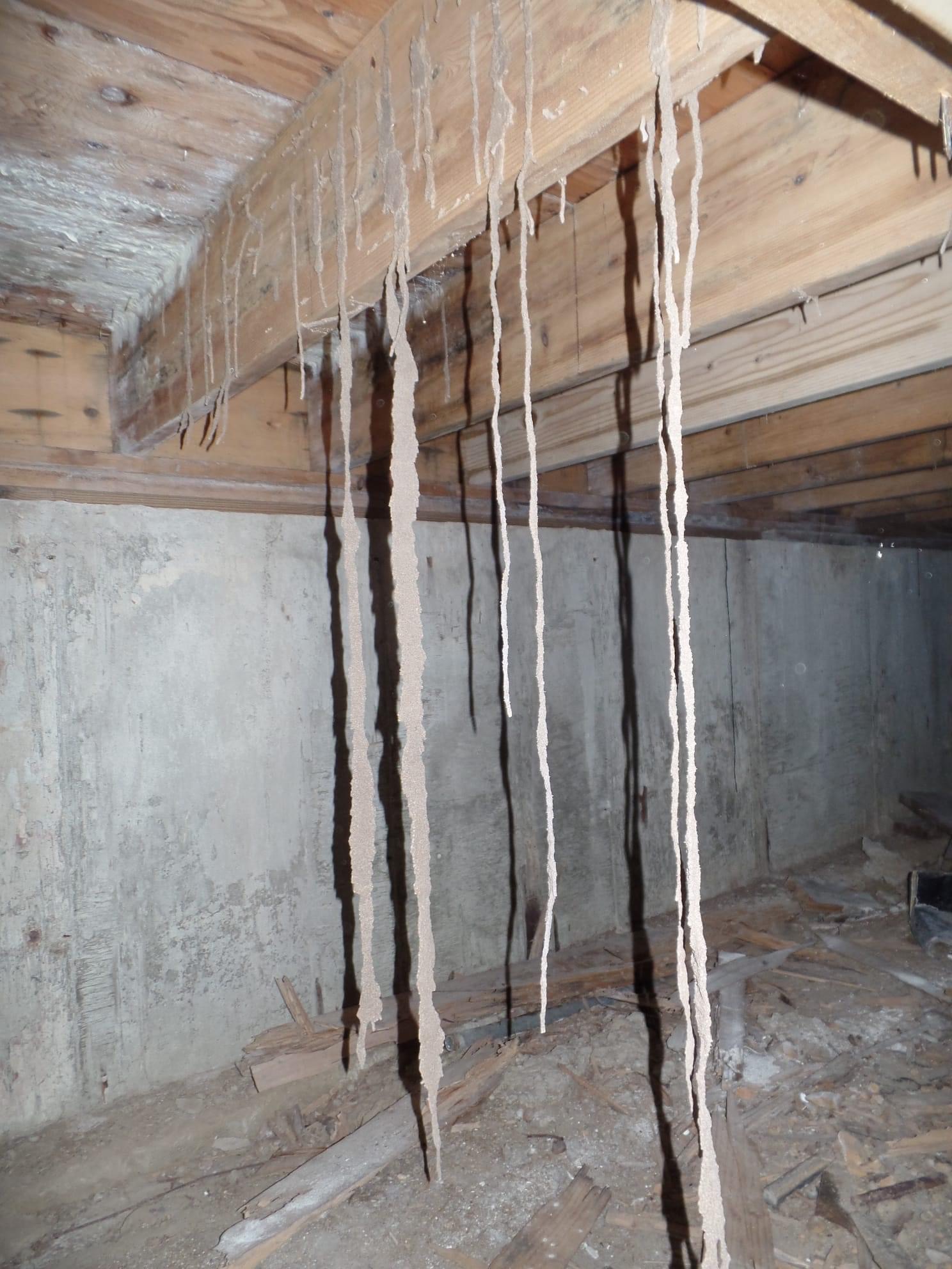 Signs of a Termite Infestation