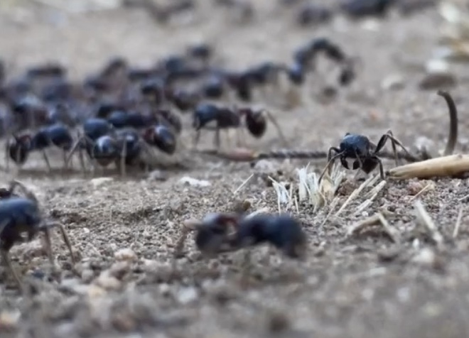 Harvester ants - Ant control