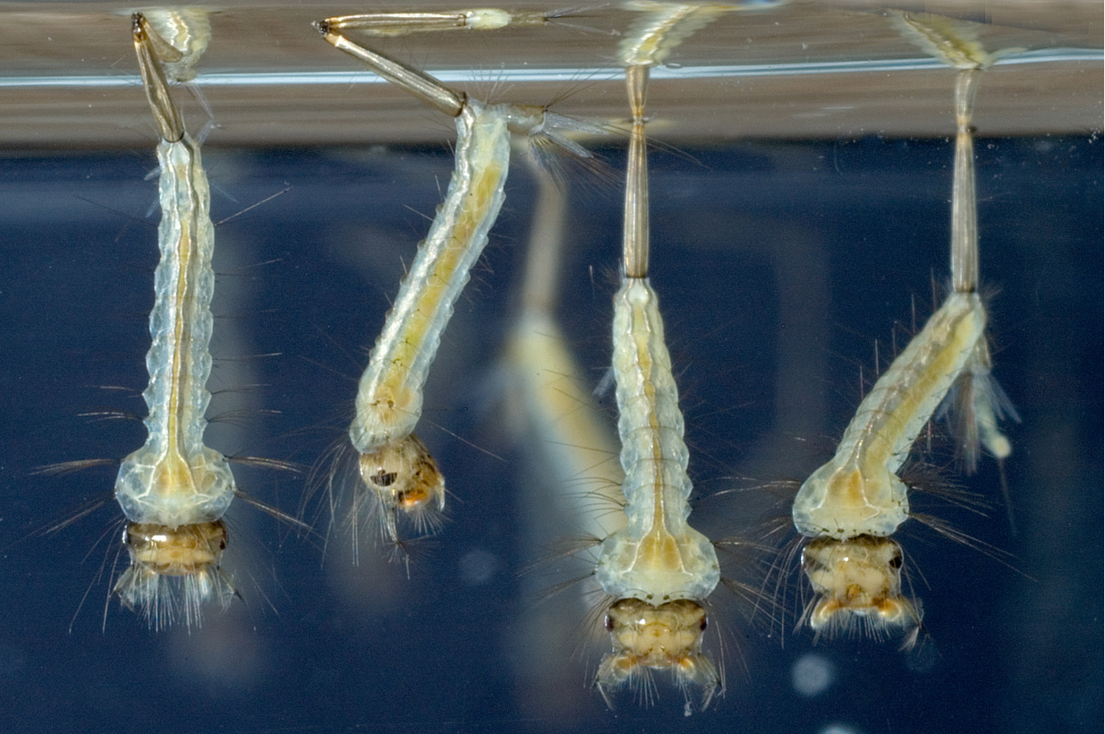 Mosquito larvae