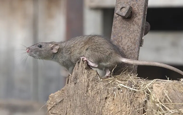 Everything You Need To Know About Norwegian Rats In San Diego