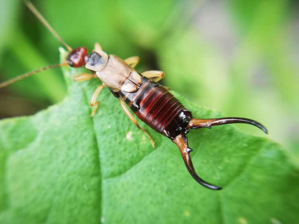 Earwig