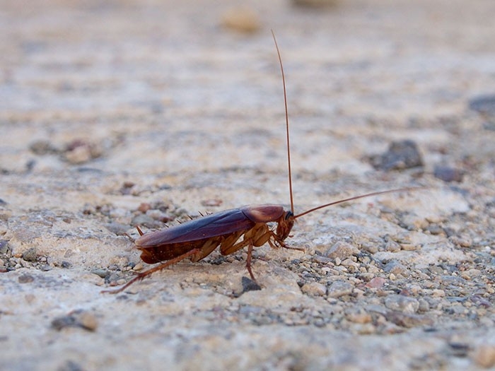 Cockroach control