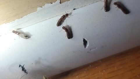 termite holes