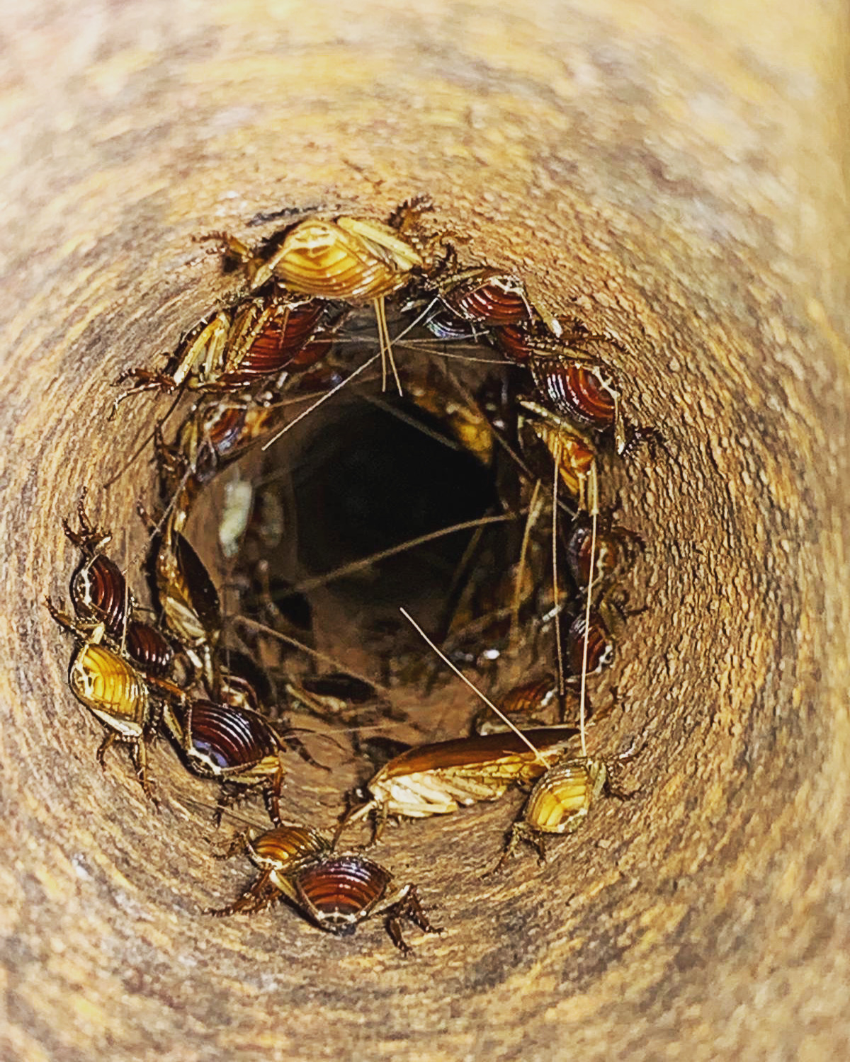 Cockroaches in drain pipe
