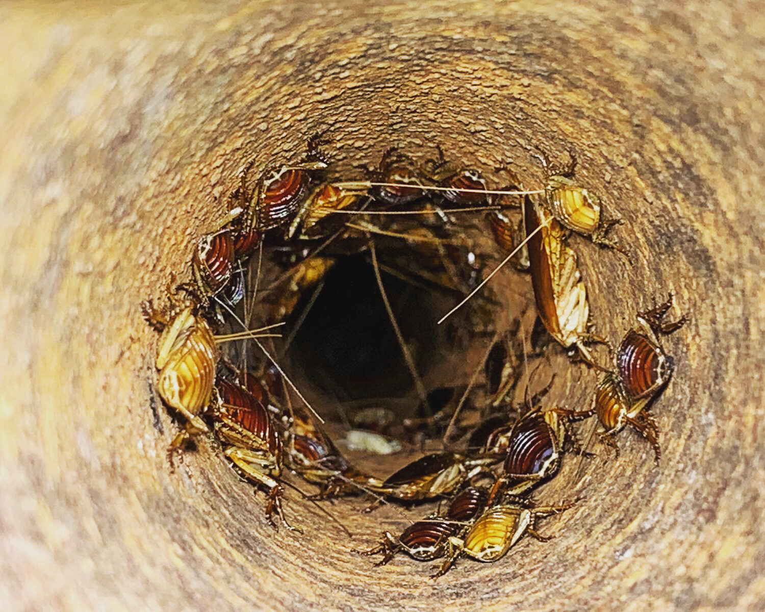 Cockroaches in drain pipe