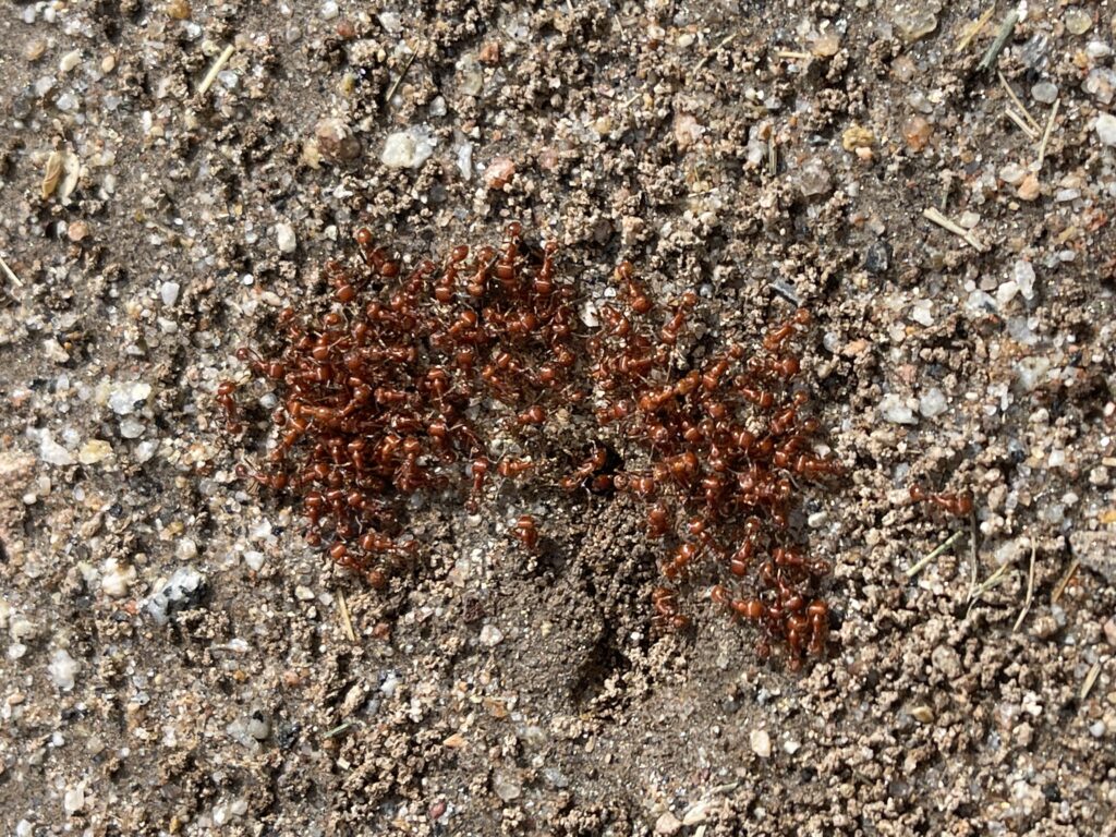 Red harvester ants