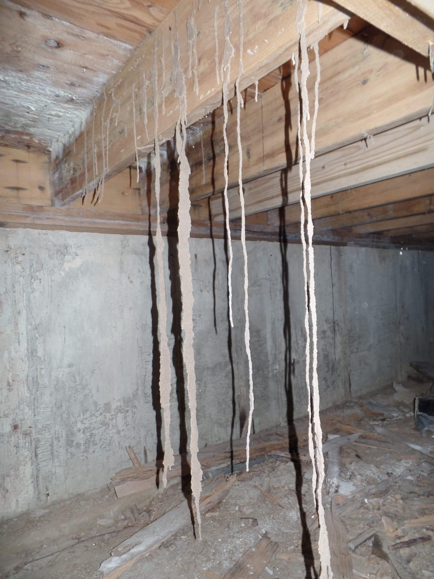 Termite tubes under a house