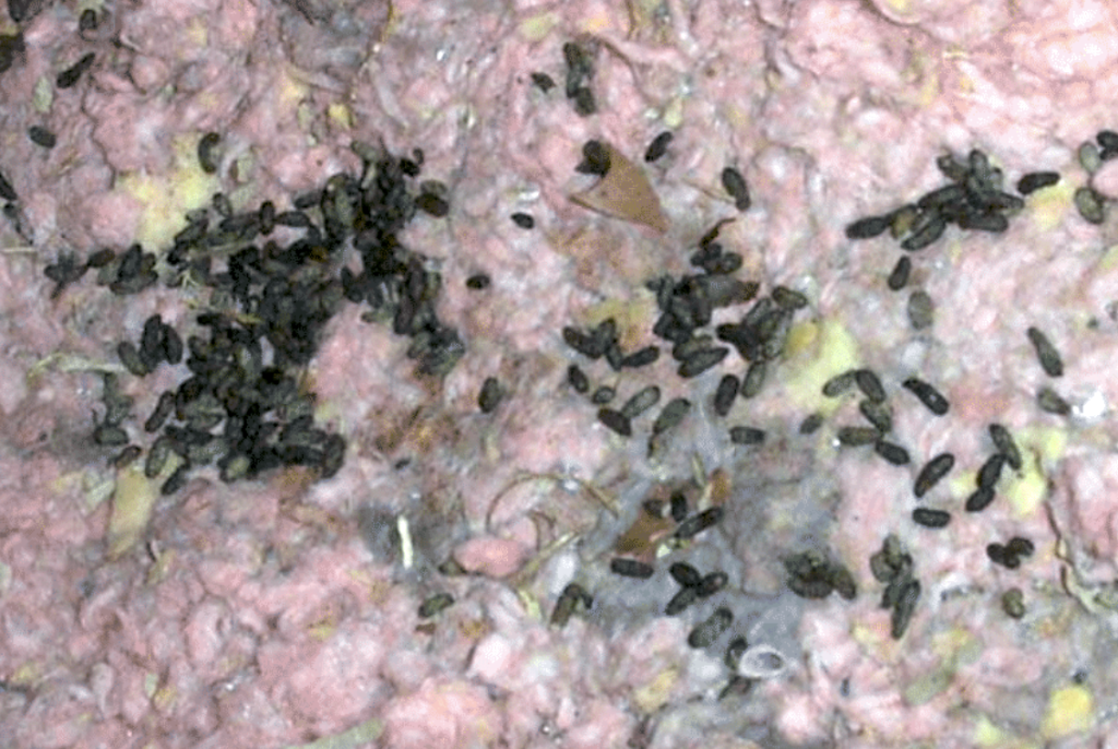 Rodent contaminated insulation