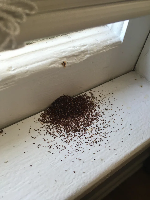 Termites in a wood window sash