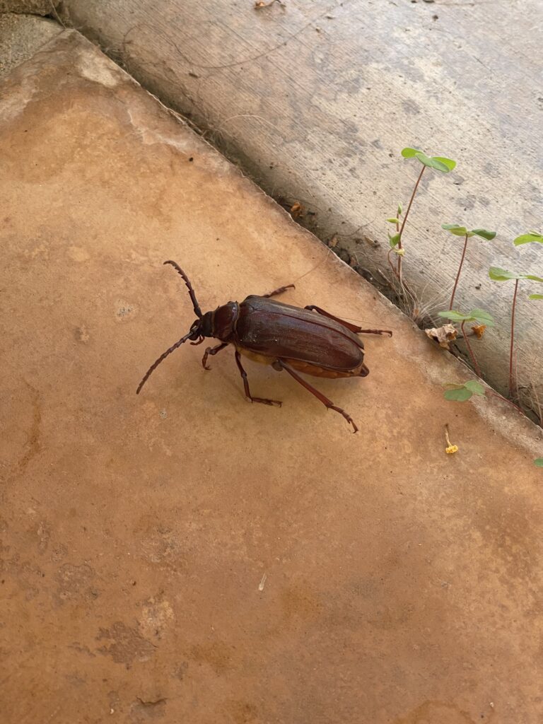 California Root Borer Beetle