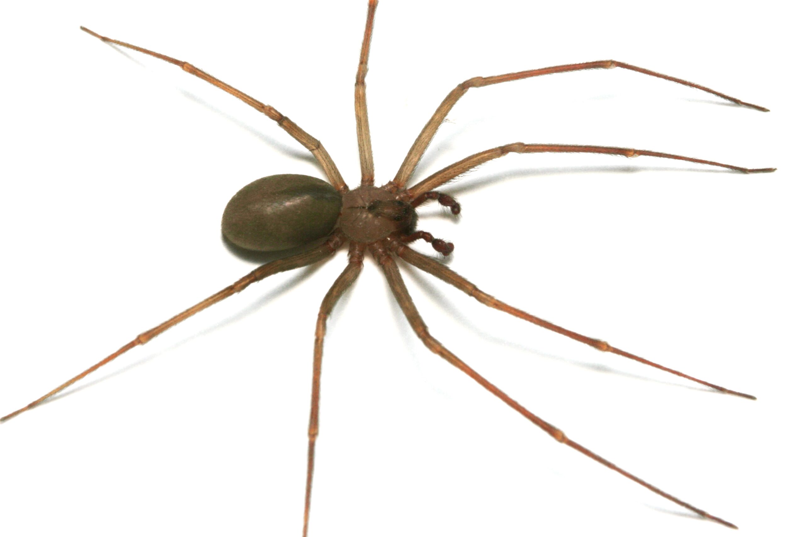 Brown Recluse