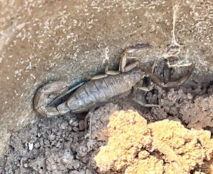 Giant Desert Scorpion