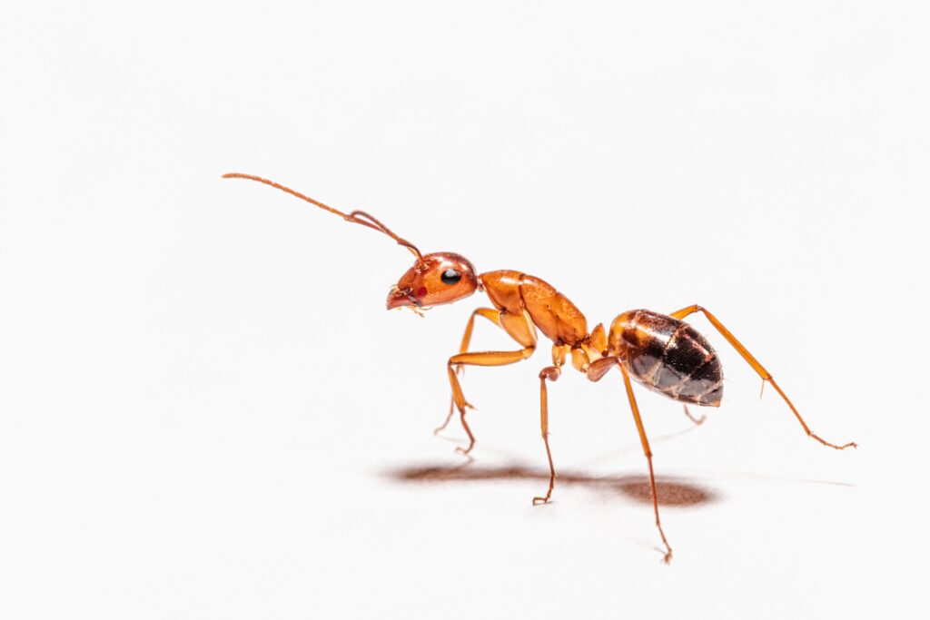 Ants carry diseases