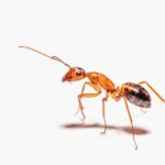 Ants carry diseases