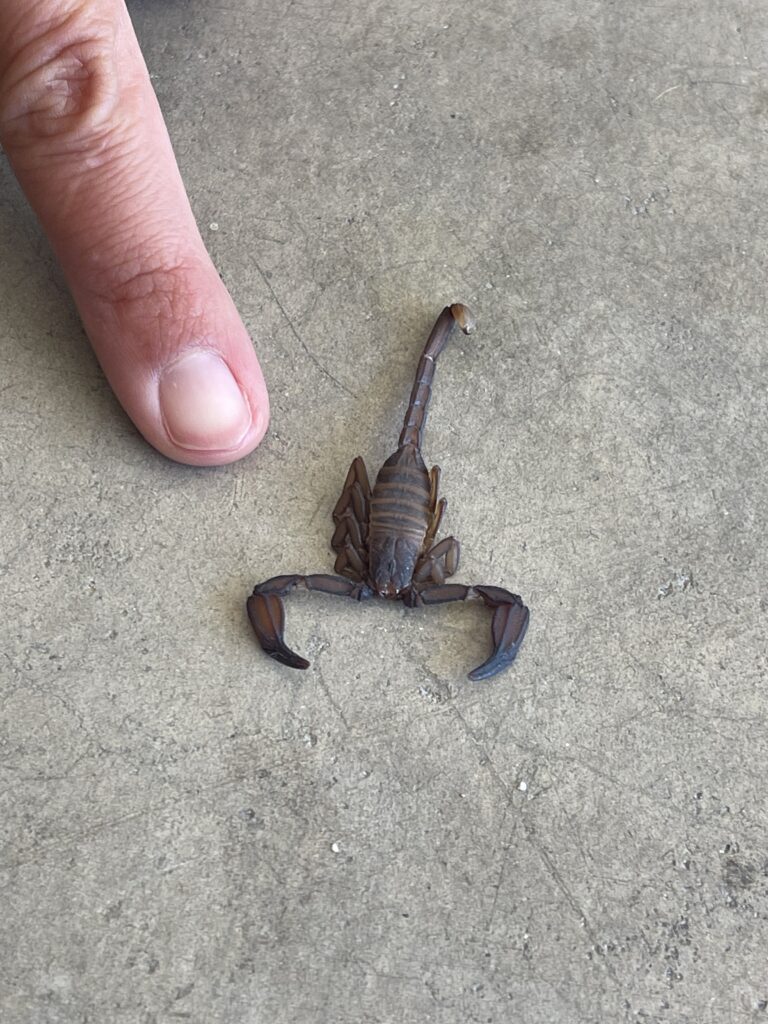 Typical scorpion found in San Diego homes