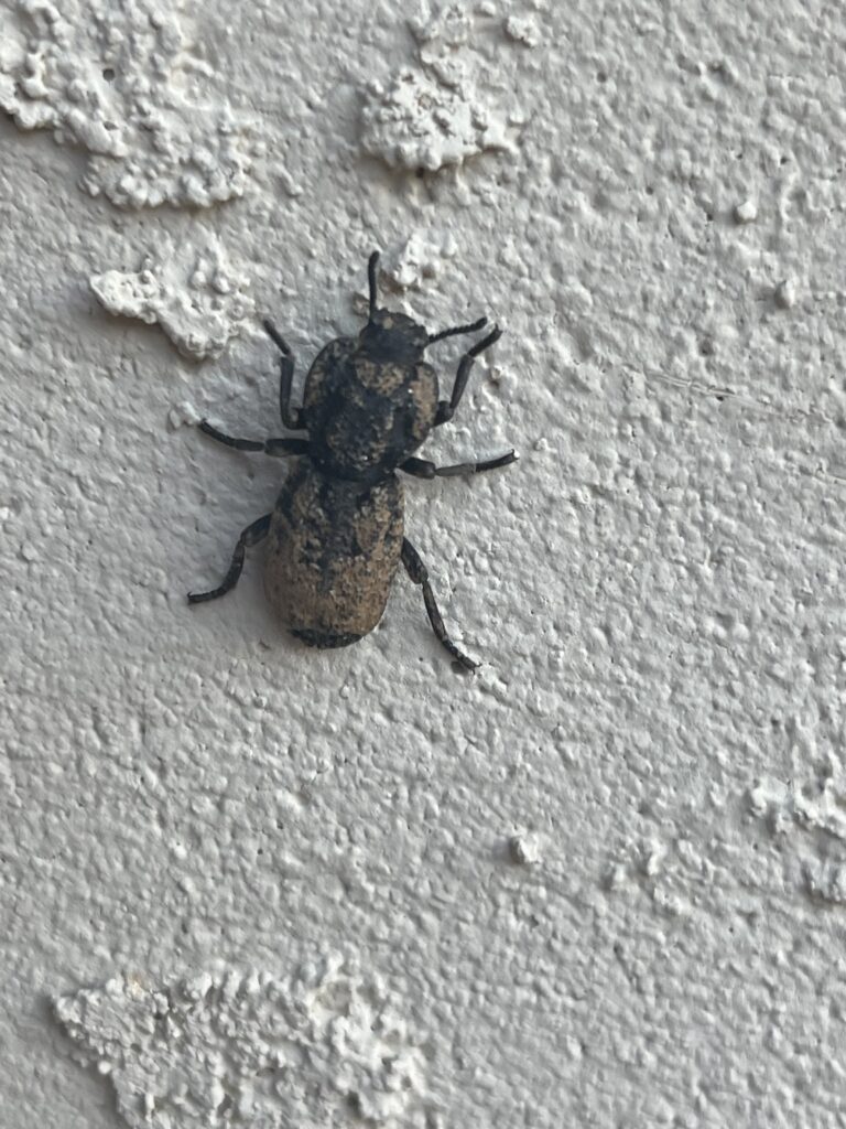 Diabolical Ironclad Beetle