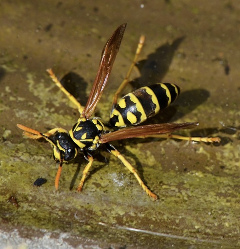 Yellow Jackets: A Fall Menace