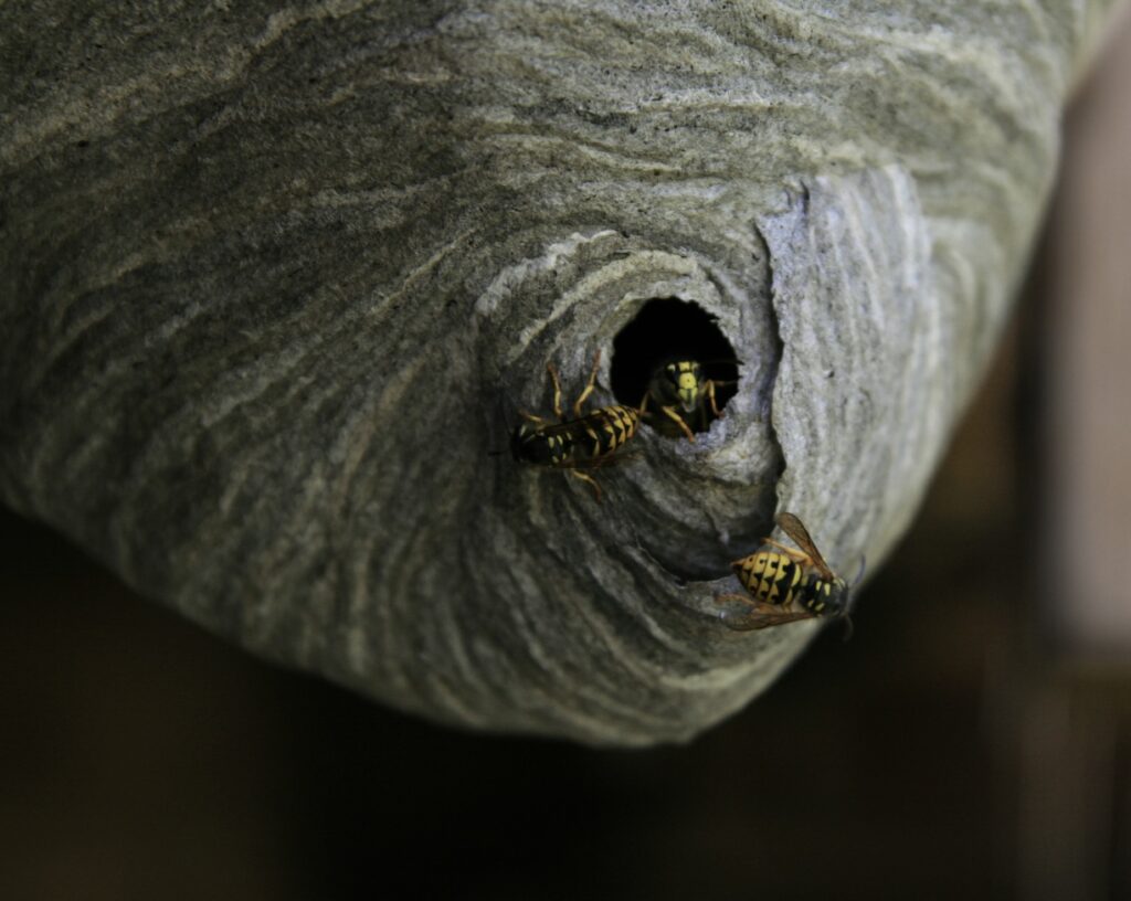 Yellowjacket nest
